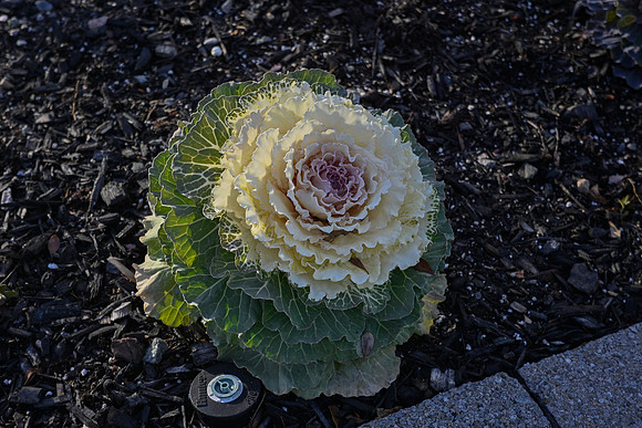 _DS50592