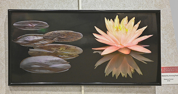 _DS50605 - waterlily