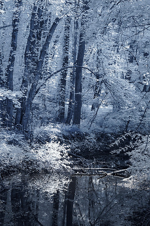 IR_DSC0561