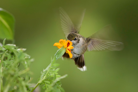 Malwitz_Hummingbirds