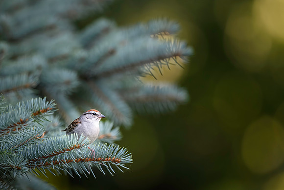 Malwitz_Sparrow