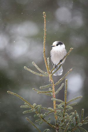 Malwitz_Canada_Jay