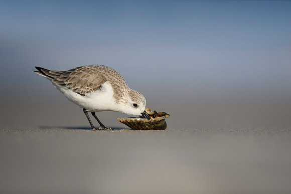 Malwitz_Sanderling