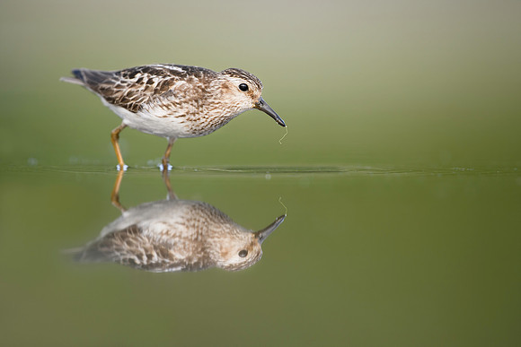 Malwitz_Least_Sandpiper