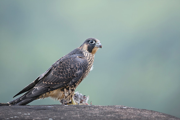 Malwitz_Peregrine
