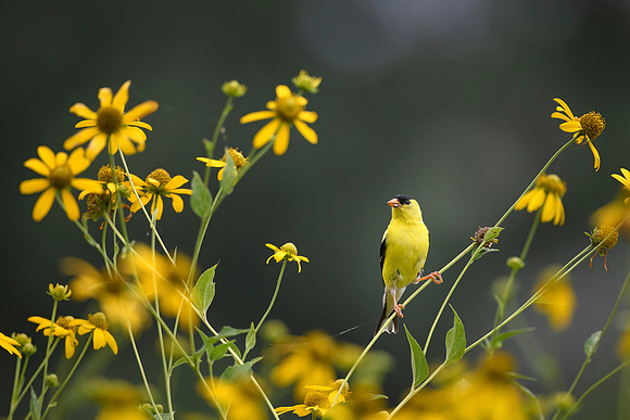 Malwitz_Goldfinch