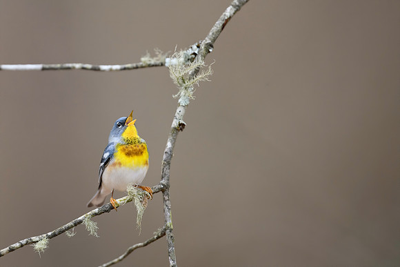 Malwitz_Parula