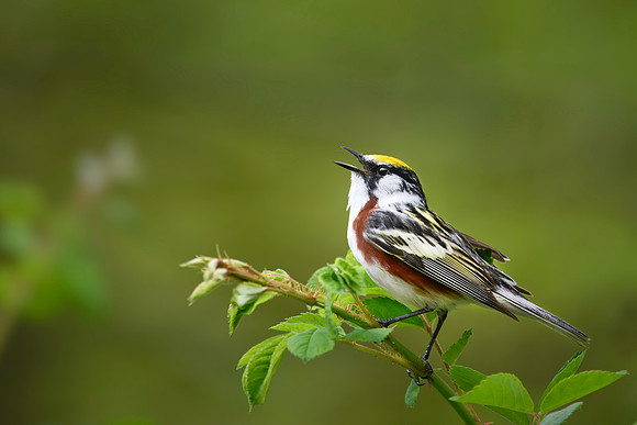 Malwitz_Chestnut-sided_Warbler