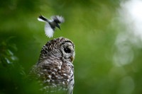 Matt Malwitz - Birds