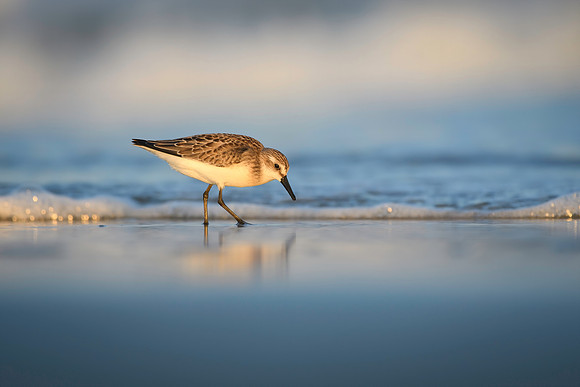 Malwitz_Semipalmated_Sandpiper