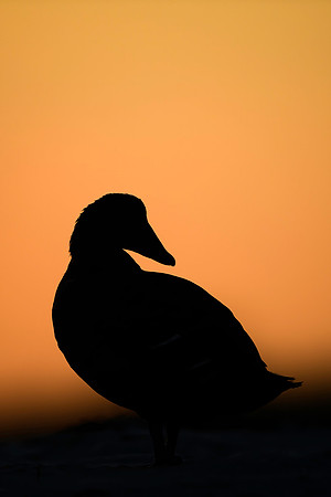 Malwitz_Eider