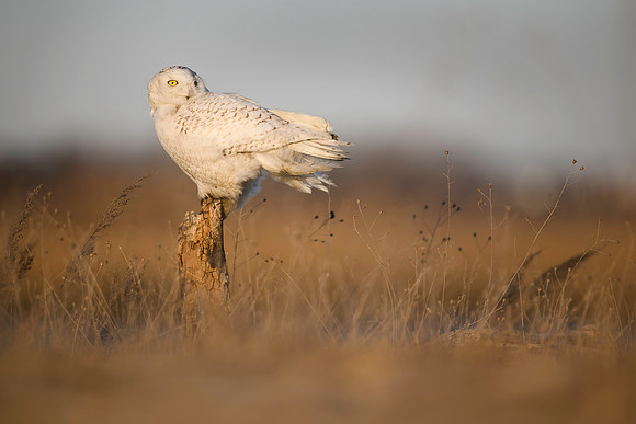 Malwitz_Snowy_Owl