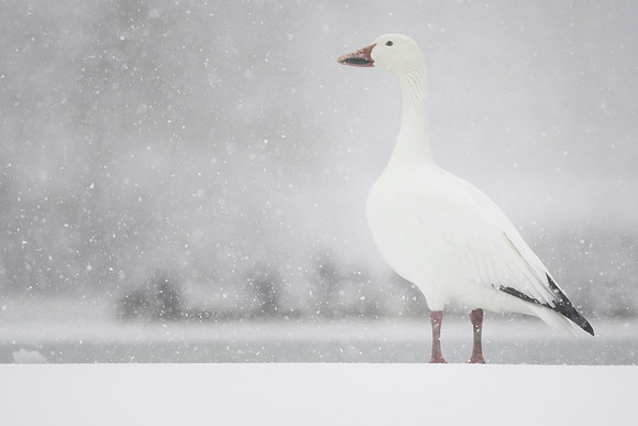 Malwitz_Snow_Goose