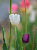 2023 - MacBain Tulips