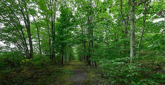 Bushakill Woods_Panorama