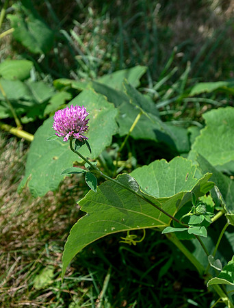 _DS50443