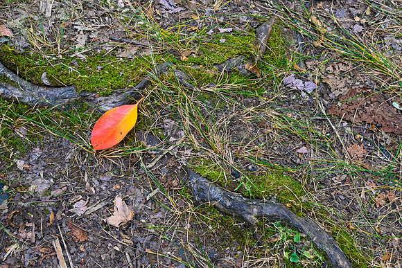 _DS50410 - Autumn's a 'comin'